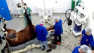 EQUIVET CLINICA VETERINÁRIA  ESPECIALIZADA EM EQUINOS [upl. by Solange]