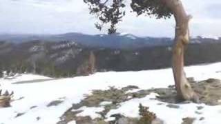 Krummholz twisted wood on Mount Evans Colorado [upl. by Garihc]