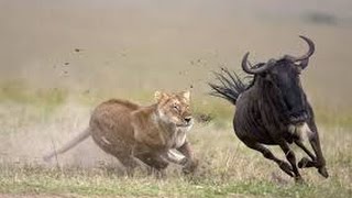 WATCH THIS  Fight to life and death lion vs wildebeest [upl. by Bottali]