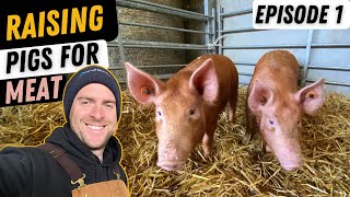 Basics Of Rearing Pigs Small Scale Pig Farming [upl. by Ahsiela]