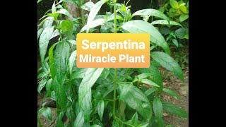 Serpentina Health Benefits [upl. by Jahdiel]