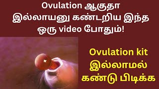 Ovulation kit இல்லாமல் ovulationனை கண்டறிய இந்த ஒரு video போதும்😮 [upl. by Aba]