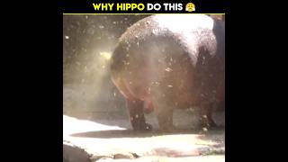 Why Do Hippos Spray Their Poop 😤 shorts fact factoholic hippo [upl. by Broderick]