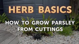 How to Grow Parsley From Cuttings [upl. by Rebmyt656]