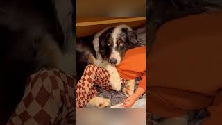 cat dog dogs cut cute love lovecats lovedogs funny virla viralvideo foryou foryoupage [upl. by Lamonica149]