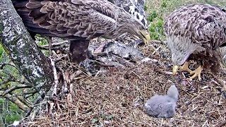 MerikotkasElla is feeding the eaglet 😊 Elmar brings a fish133 pm 20230516 [upl. by Eirb]