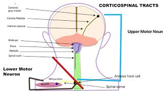 Corticospinal tract pathway animation [upl. by Eelhsa]