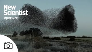 Watch mesmerising footage of starling murmurations from around Europe [upl. by Zoara]