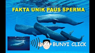 FAKTA UNIK SUARA PAUS SPERMA [upl. by Anaimad]