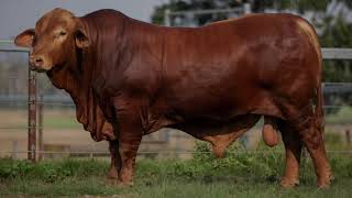 Droughtmaster National Sale 2024  Lot 81  Garthowen End Game 3 [upl. by Ardnekat]