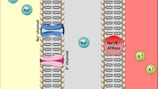 Thiazides Diuretics  Mechanism of action [upl. by Clauddetta]