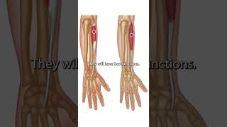 The Wrist Extensor Muscles [upl. by Azne227]