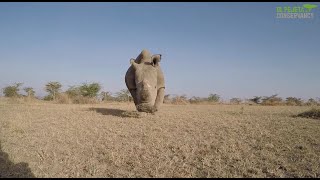 Rhino conservation at Ol Pejeta Conservancy 2023 [upl. by Ahsieki]