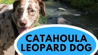 Catahoula Leopard Dog  All You Need to Know [upl. by Ardyce189]