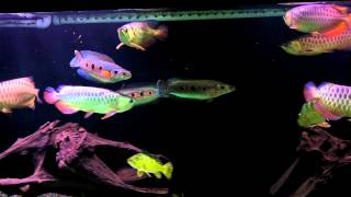 Best arowana 550 gal crossback comm tank Aug 19 2012 [upl. by Aloke114]