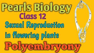 Polyembryony in Flowering Plants [upl. by Dani]