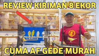 DAPAT KIRIMAN 11 EKOR KENARI GEDE HARGA MURAH‼️ CALON INDUKAN SIAPA MAU [upl. by Beshore558]