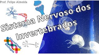 Aula de Sistema Nervoso dos Invertebrados [upl. by Elsilrac]