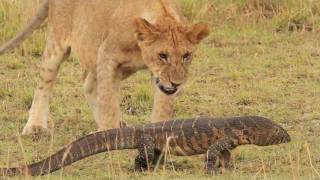 Pride of lions versus a Nile Monitor [upl. by Ys]