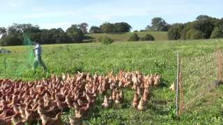 Collecting The Eggs Free Range Chickens with Daniel OBrien [upl. by Rheinlander]