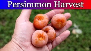 Harvesting Persimmons and making Persimmon Pulp [upl. by Aelanej]