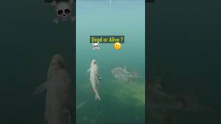 Dead or Alive Baitfish  Pike react pike fishing underwater [upl. by Sherris455]