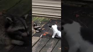 Cat Swats Hands of Raccoon Trying to Steal Food From Under Deck While They Eat  1210322 [upl. by Ecadnarb404]