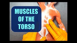 Muscle Origins Insertions and Actions of the Torso [upl. by Edlun]