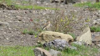 COLLALBA GRIS SEPTIEMBRE 2024  NORTHERN WHEATEAR SEPTEMBER 2024 [upl. by Cherri739]