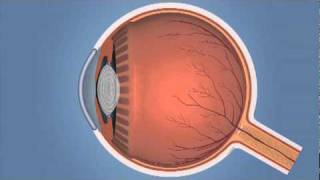 How the Eye Works and Glaucoma [upl. by Ruprecht40]