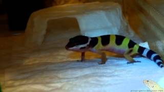 Leopard Gecko  Females dying to have a baby 20130703 [upl. by Atsed715]