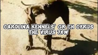 CAROLINA KENNELS GR CH CYRUS THE VIRUS 7xW [upl. by Ettelrac]