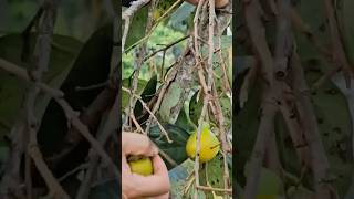 Harvesting Persimmon shortvideo farming garden satisfying shorts [upl. by Elwood]