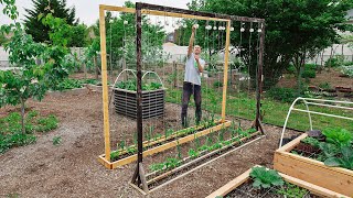 This Method of Trellising Tomatoes is a Game Changer [upl. by Silsbye389]