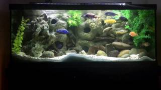 I Gave UpFaux Plants in the African Cichlid Tank [upl. by Levi]