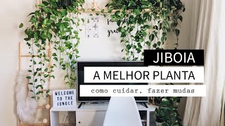 TUDO SOBRE JIBOIA a melhor planta pra você ter em casa [upl. by Charmane861]