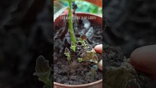 Episcia plant root shorts viralgardening [upl. by Yna755]