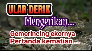 MENGERIKAN GEMERINCING EKOR ULAR DERIK PERTANDA KEMATIAN [upl. by Atirac906]