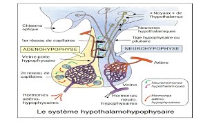 Axe Hypothalamohypophysaire 02 Biochimie [upl. by Ahsinyar]