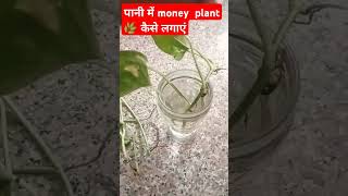 Money plant 🌿propagation in water indoorplants houseplants shorts [upl. by Walczak]