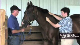 How to Take Your Horses Vital Signs [upl. by Raines]