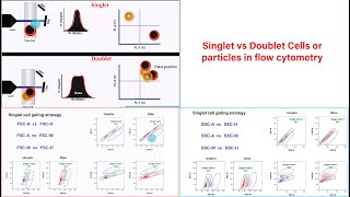 Singlet vs Doublet Cells or particle in flowcytometry [upl. by Lj]