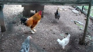 FUNNY Roosters Crowing Compilation ✔ [upl. by Aerdnaid]