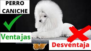 El Perro Caniche o Poodle  Ventajas y Desventajas [upl. by Mackay]