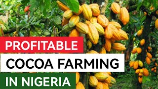 How To Establish a Profitable Cocoa Farm in Nigeria [upl. by Zetnod]