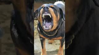 Rottweiler Dog Aggressive Barking Training [upl. by Nniuqal128]