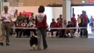 Obedience Mondiali Danei e Claudia Linty wwwcentrostudidelcanecom [upl. by Goodrich]