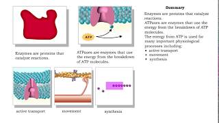 ATPase function  membrane transport contractile proteins and synthesis [upl. by Gibrian]