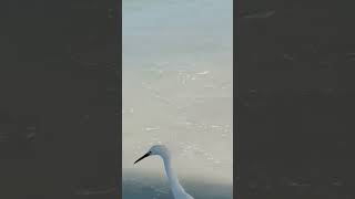 🦩Flamingo spotted in Gulf of Mexico at Pier 60 shorts mexico flamengo youtubeshorts amazing [upl. by Kazmirci428]