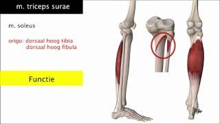 De onderbeenspieren triceps surae en tibialis anterior  voetbewegingen [upl. by Aneehs847]